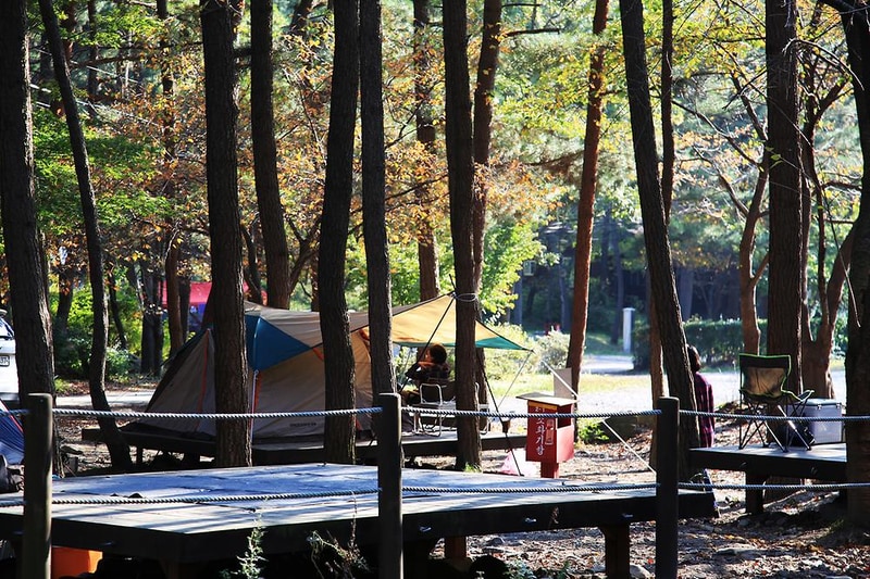 희리산 해송자연휴양림 일반야영장 시설 사진 2