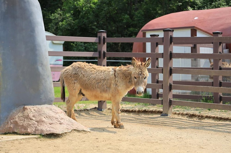 펫힐링 달빛동물원 캠핑장 시설 사진 5