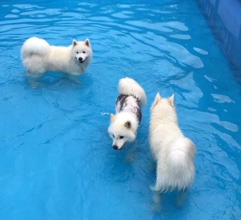 랩도그빌애견캠핑장 시설 사진 9