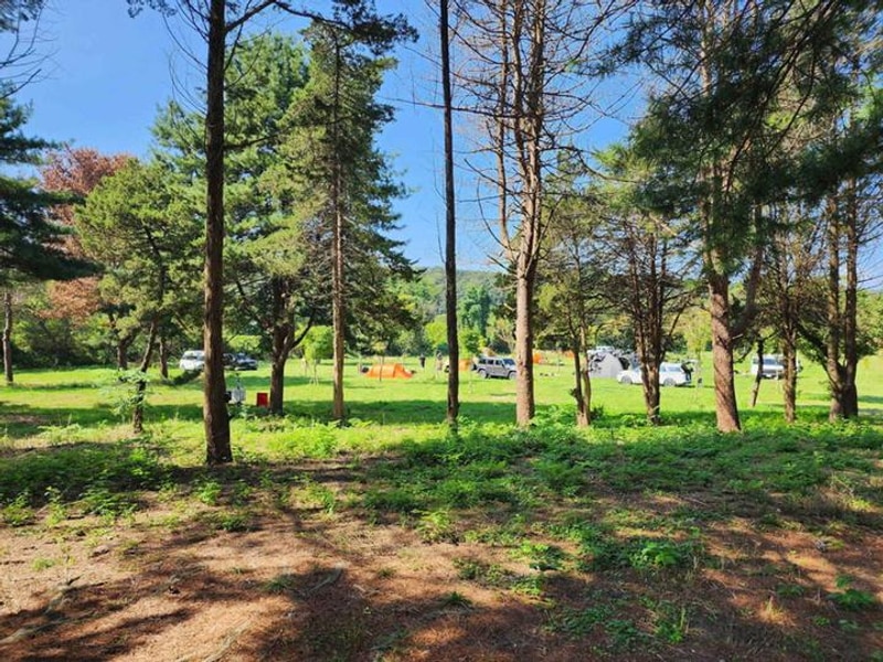 팜파스농원 대표 사진