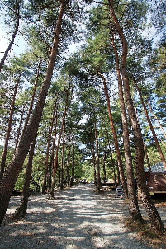 대관령 솔내음 오토 캠핑장 대표 사진