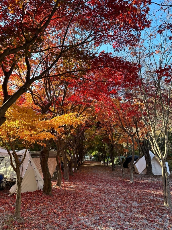 <경기/가평> 가평 단풍캠핑명소 두레캠핑장 후기｜명당 자리 추천!