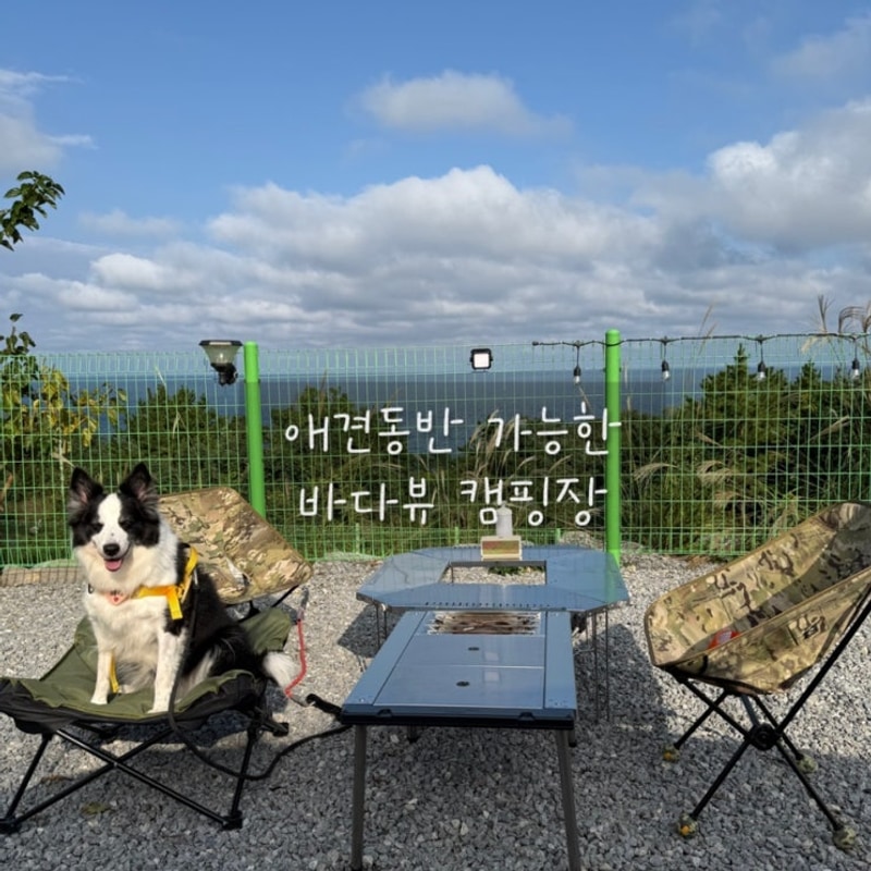 동해 아름다운캠프 | 바다뷰 애견동반 캠핑장 후기