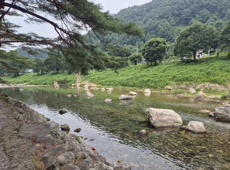 여름휴가는 시원한 계곡 물놀이! 영월 내리계곡 솔밭캠핑장