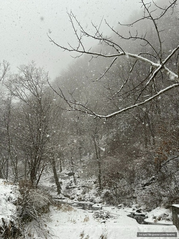 애견 동반 캠핑장 추천 강원도 홍천 <오도치 캠핑장> 내돈내산...