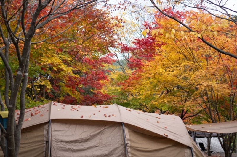 영월 단풍캠핑장 :: 예그리나숲캠핑장 명당 B3 :: 최고 좋았다!