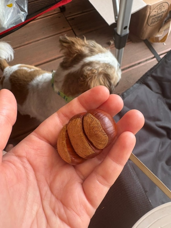 [포천 애견동반 캠핑장 추천 : 달사랑캠핑장]