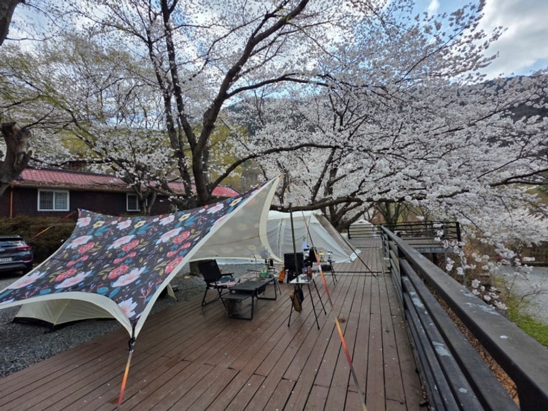 #135.밀양 미르오토캠핑장 하늘7번_벚꽃솔로캠핑(25.4.2~4)