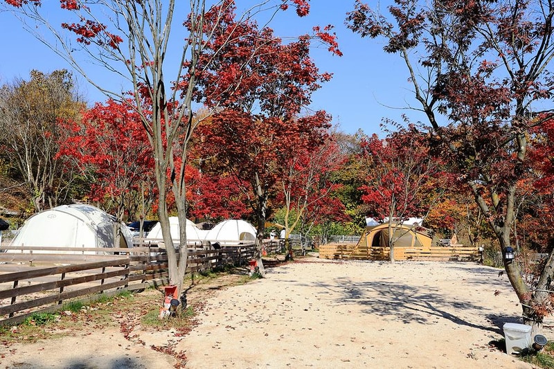 위드독스in포천 시설 사진 11