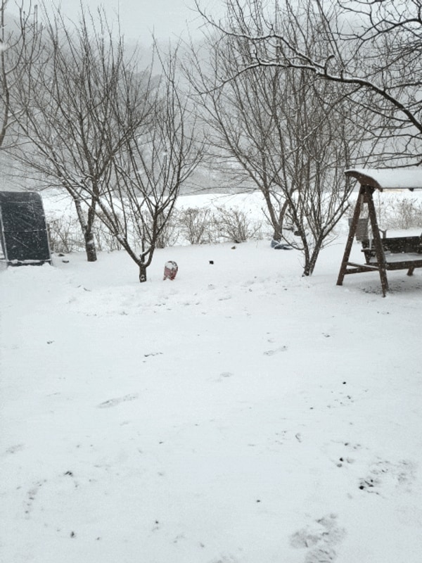 파주초리풍경 설중 캠핑 눈내리는 초리골 눈썰매장