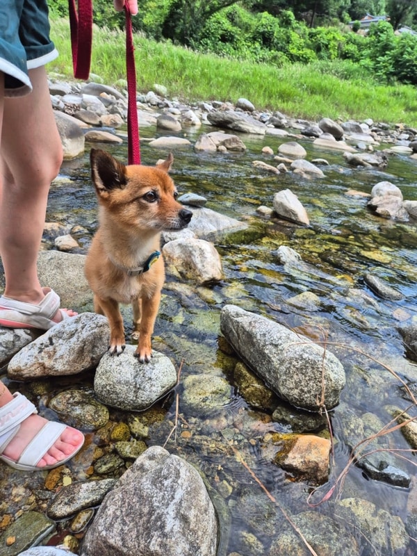 골짜구니캠핑장 2박3일 후기 강아지랑 계곡뷰 캠핑 완벽!