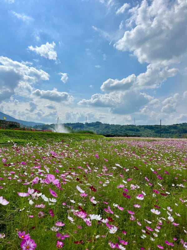 근교 청도읍성 코스모스 / 화양연화 카페 / 글램핑포엠...