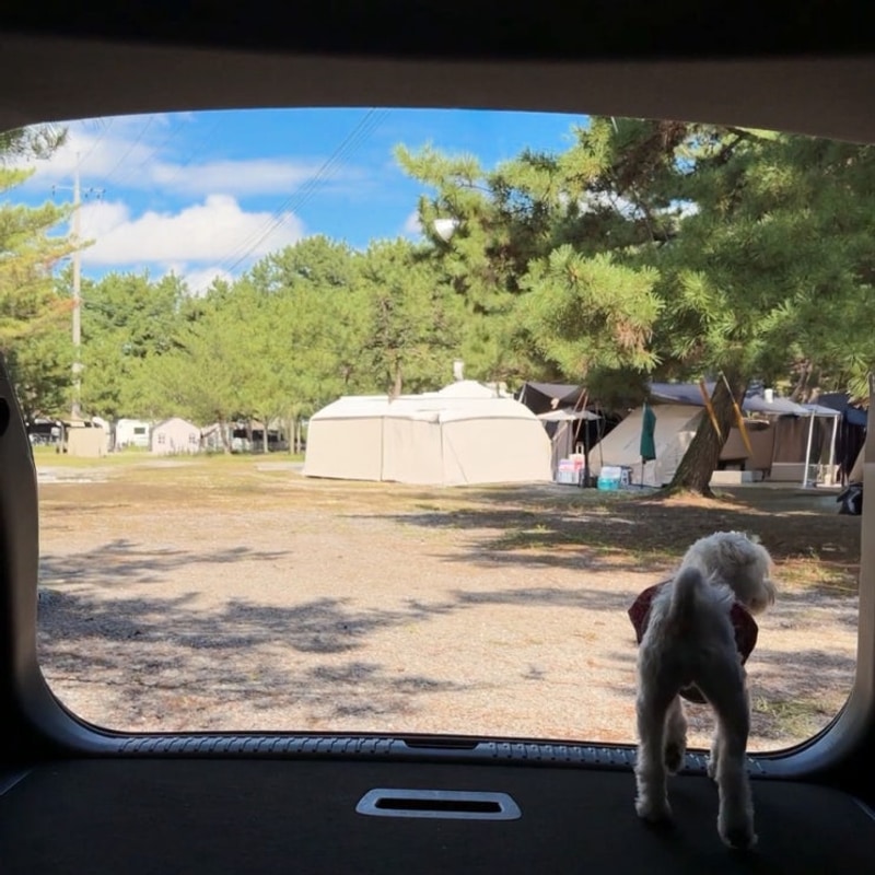 태안 애견동반 캠핑 몽산포 오션캠핑장 강아지랑 갯벌 조개잡이