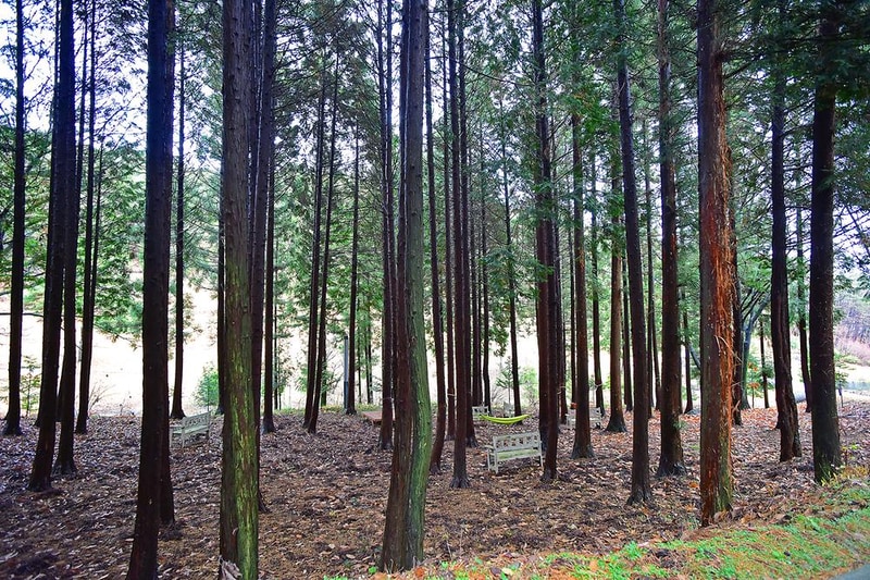 느랭이골 자연휴양림 일반야영장 시설 사진 8