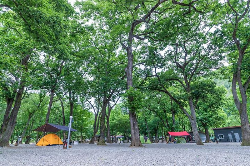 금관숲캠핑장 대표 사진