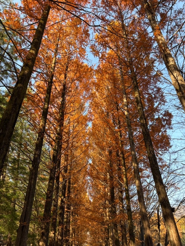 영월 보보스캇 캠핑장 T12/섶다리 마을/new텐트로 단풍캠...