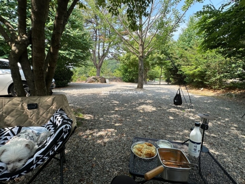 [캠핑일기] 포천 캠핑마을 강아지동반가능 사이트 예약 솔캠