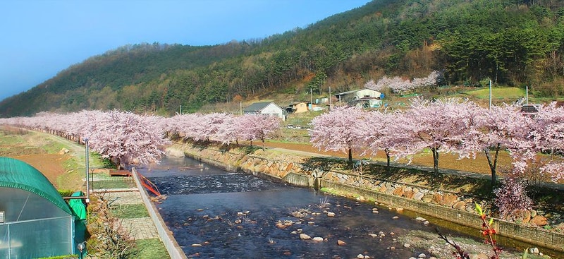 소나무 풍경 펜션 야영장 시설 사진 20