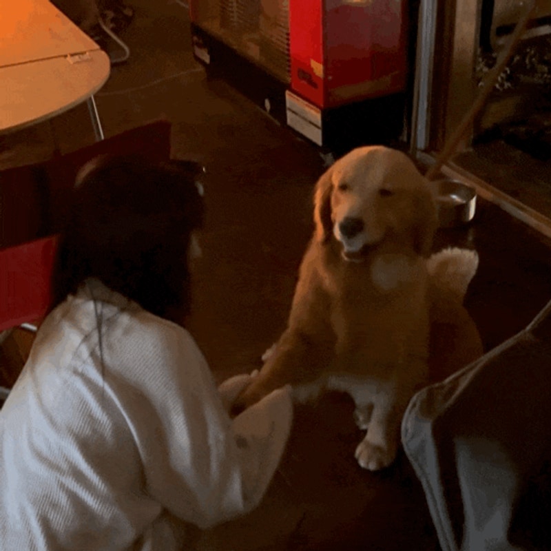 양양계곡캠핑장 "부라보캠프" 계곡펜션, 캠핑, 강아지