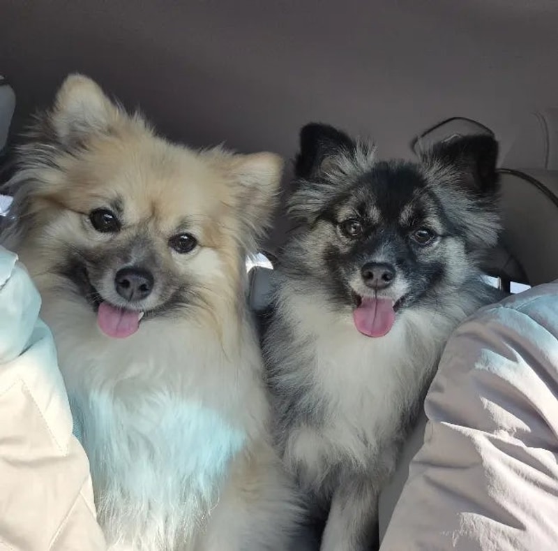 서산 애견동반 겨울 가족여행 / 서산 펫앤트리 애견 글램핑장