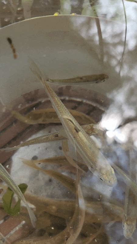 무주칠연계곡 카페날망 솔내음캠핑장 물놀이 고기잡이 최고...