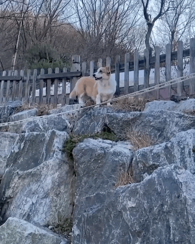 대전 1박2일 애견동반 글램핑 "캠프향기" 내돈내산