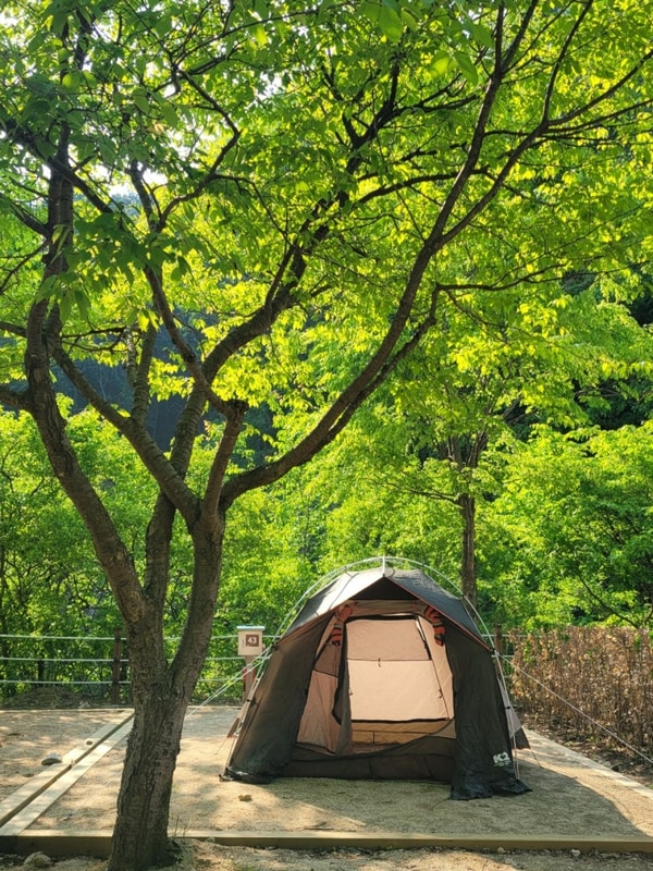 [강원도 원주] 치악산 국립공원 구룡자동차 야영장 예약방법 및...