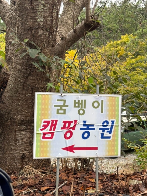 충남 태안 애견동반 캠핑장 “굼벵이캠핑장” 사이트 C1 후기