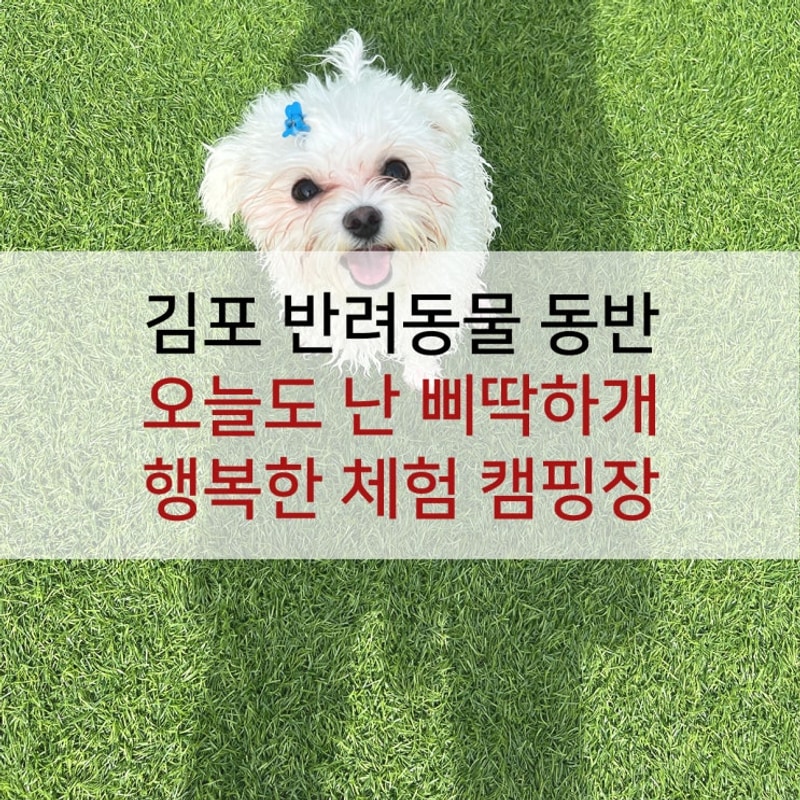 먹고 싶을 때! 김포 [오늘도 난 삐딱하개, 행복한 체험 캠핑장]