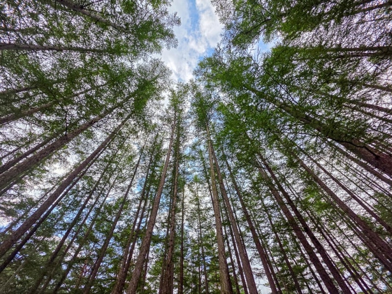 평창 휘게포레스트 캠핑장 자세한 후기