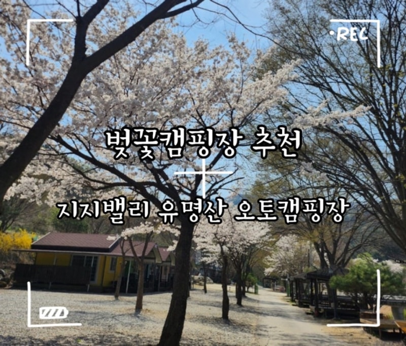 벚꽃캠핑장 추천, 벚꽃개화 가평 지지밸리유명산장오토캠핑장