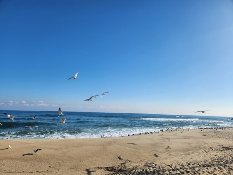 강릉독채펜션 / 강릉카라반 / 강릉사천펜션 강릉여행 굿캠핑