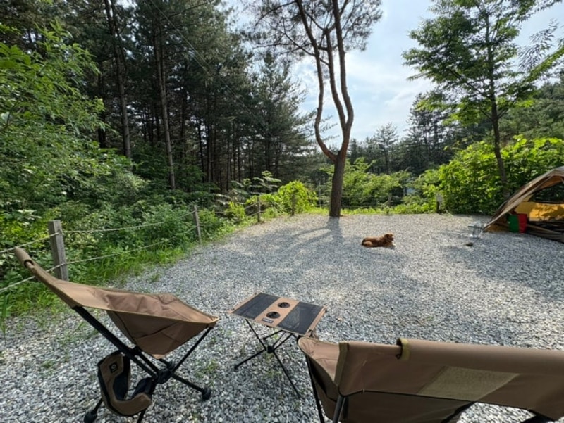 강원도 홍천 애견동반 가능 캠핑장 비발디캠핑파크 노일점