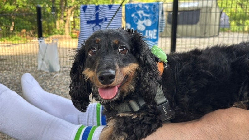 여주 캠핑주막 댕댕 01, 강아지 동반 캠핑장 중 최고,