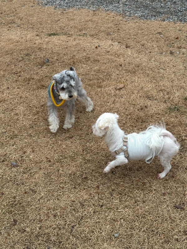 [양주] 은하수 캠핑장 애견동반 (선착순사이트)