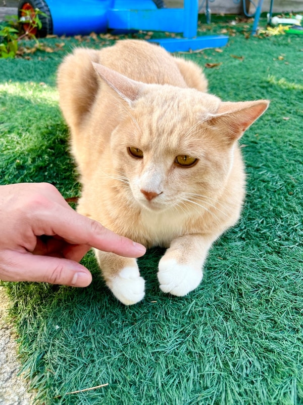 [평창] 강원도 평창 리트리버와... 캠핑장 '삼남매와 뭉치네'