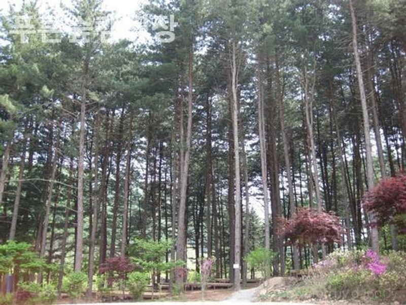 가평 캠핑장 푸른숲캠핑장 아이랑 갈만한 곳