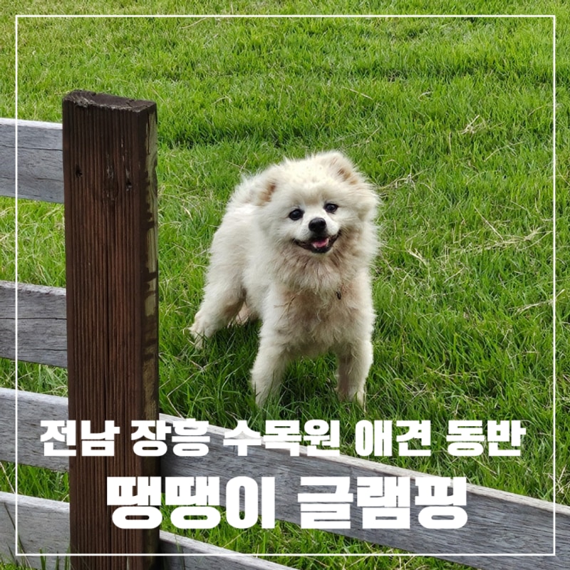 [장흥] 땡땡이글램핑 : 프리미엄 9동 후기 | 전남 장흥 정남진...