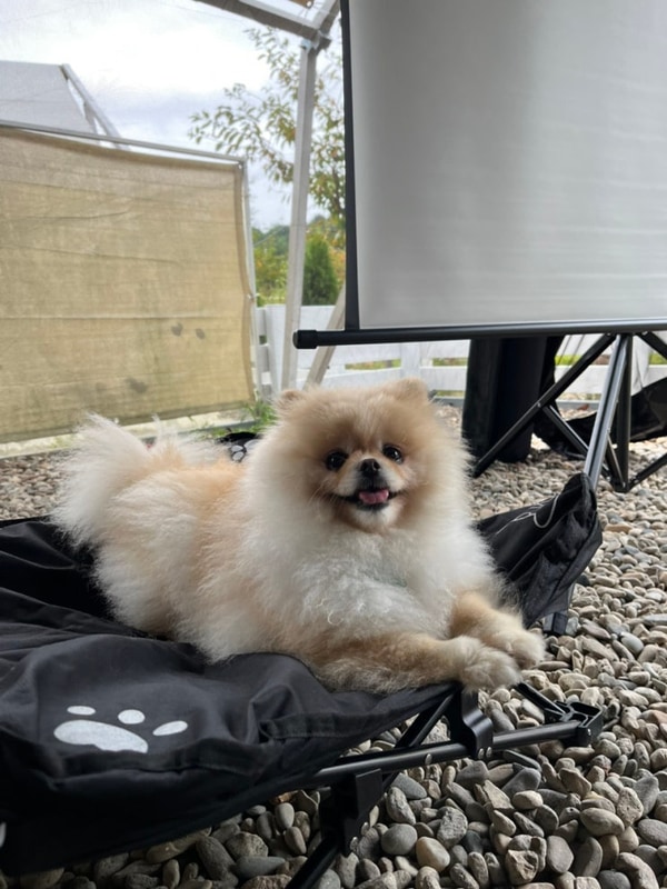 애견동반 가평 개별울타리 캠핑장 반려견동반 노키즈존 나아정...