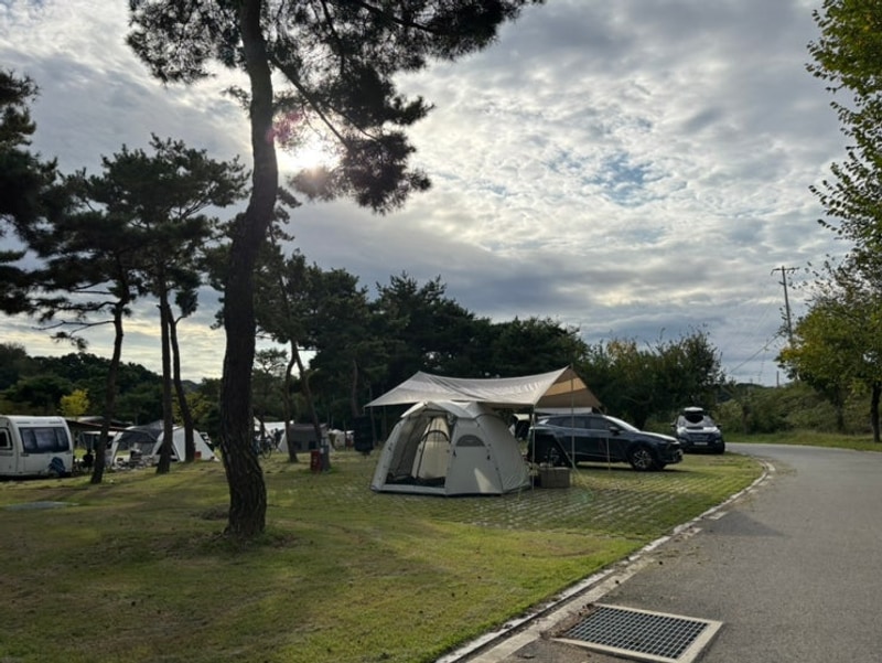 충주 목계솔밭캠핑장 / 예약 및 대형 A-5 사이트 후기