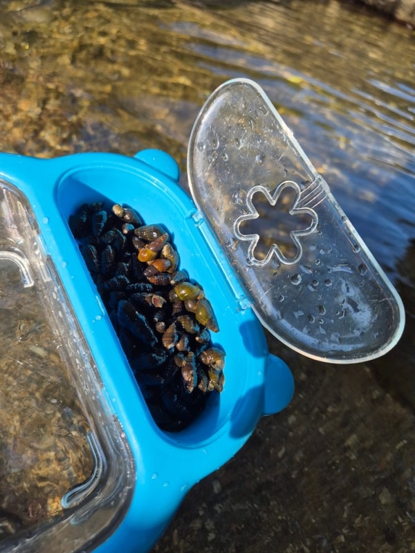 함께 계곡 물놀이 낚시 다슬기잡기까지. 양평 온누리캠핑장