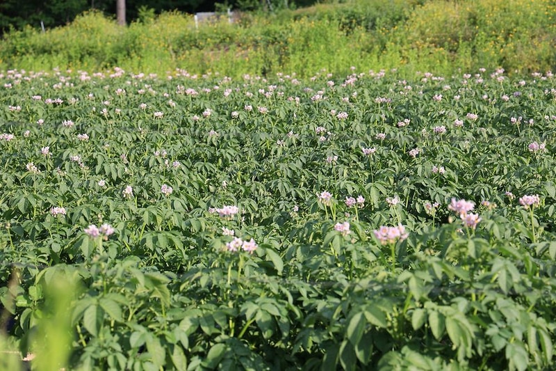 초록빛마을 관광농원 야영장 시설 사진 11