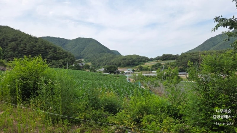 [봉화 캠핑장 추천] 숲속에서... 청량산 나무네숲 캠핑장 후기