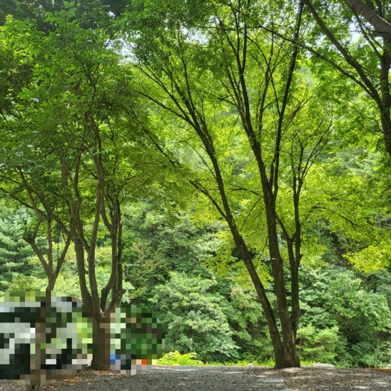 여름에 가기 좋은 영월 남강캠프 여름엔 강원도