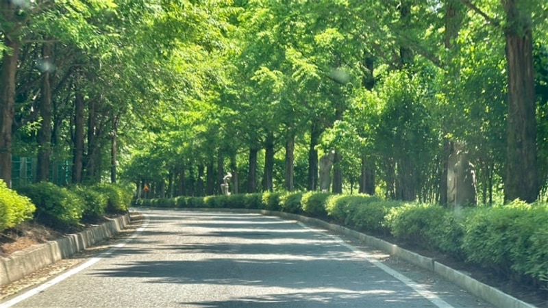 충북 음성 백야자연휴양림 A16 캠핑 후기