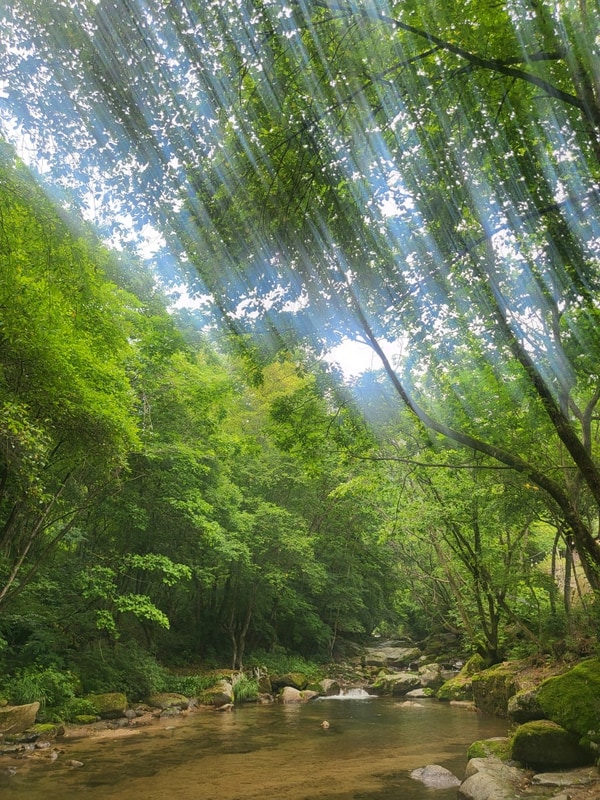 평창 유포리아 캠핑장 후기 – 무더위 속 유일하게 시원했던 기억