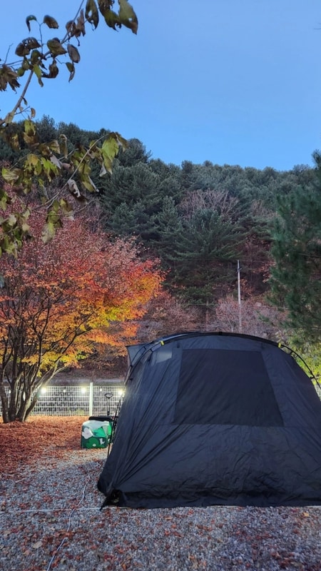 인생 첫 캠핑날 밤에 고양이가 들어왔다 [가평포시즌캠핑장]