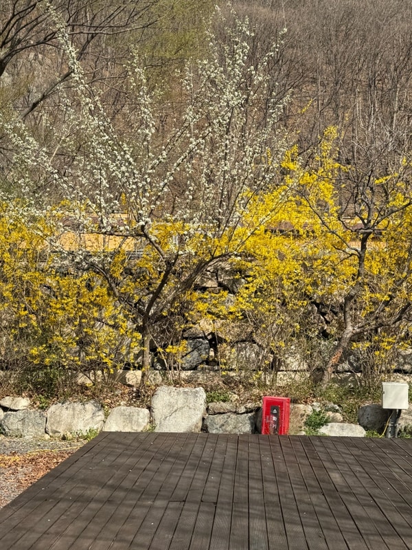 경남 벚꽃캠핑 아이랑 밀양표충오토캠핑장