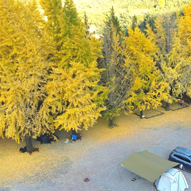 [캠핑장 추천] 산청 가고파 캠핑장 : 노란빛으로 물든 은행나무...