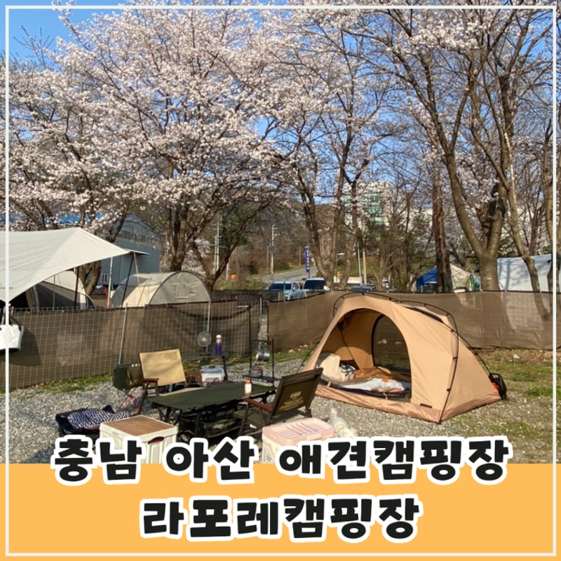 충남 아산 애견캠핑장 라포레캠핑장 벚꽃 캠핑 후기(개별울타리...